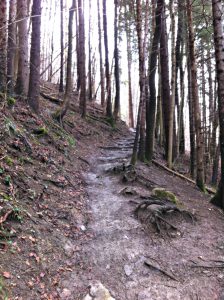 Wurzelweg runter von der Neureuther Hütte zum Tegernseer Höhenweg