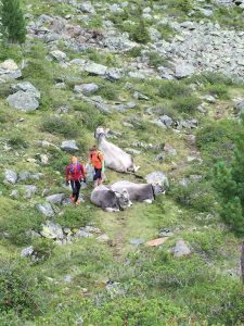 Berg-Kühe auf dem Pitztal-Trail