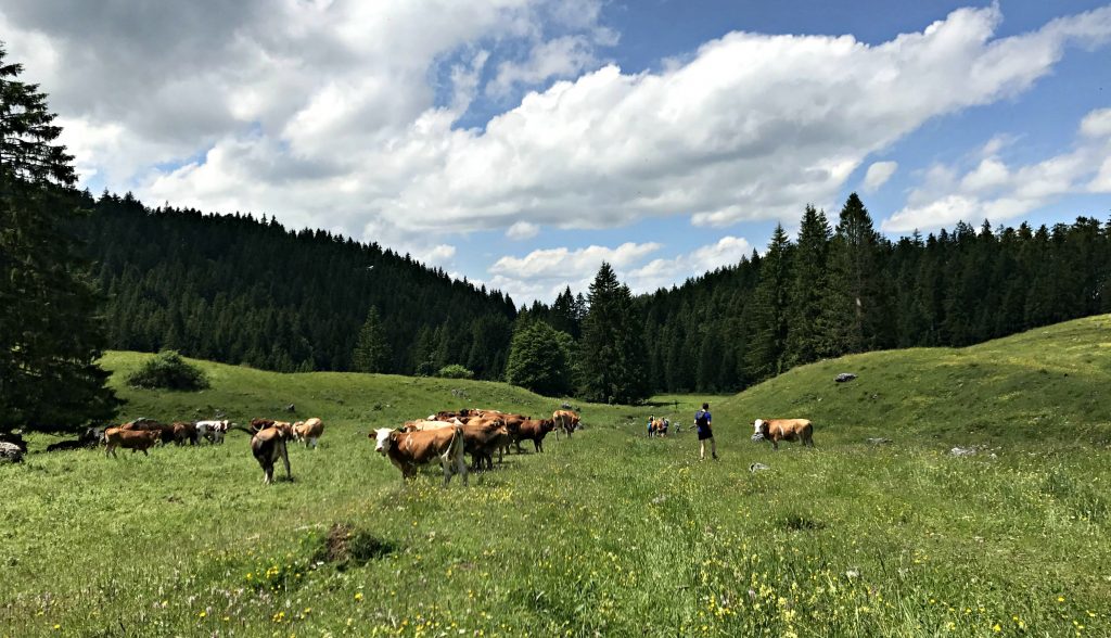 Almwiese unterhalb der Tutzinger Hütte