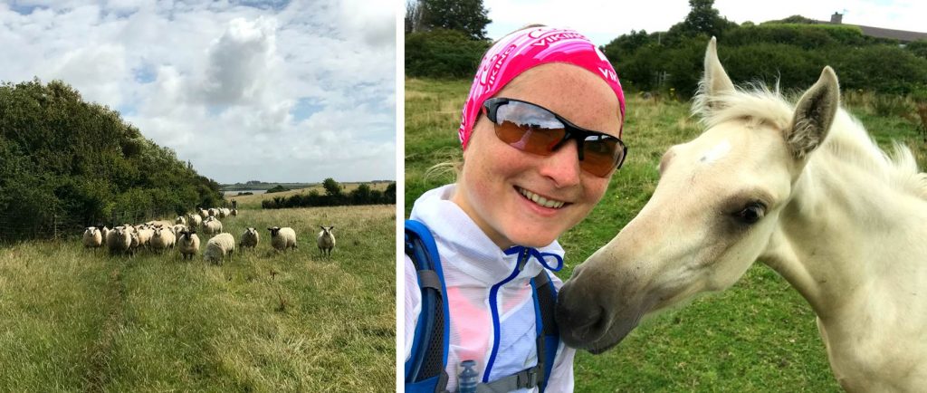 Anglesey Coastal Path: Tierische Begegnungen