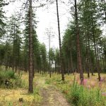 Anglesey Coastal Path: Newborough Forest