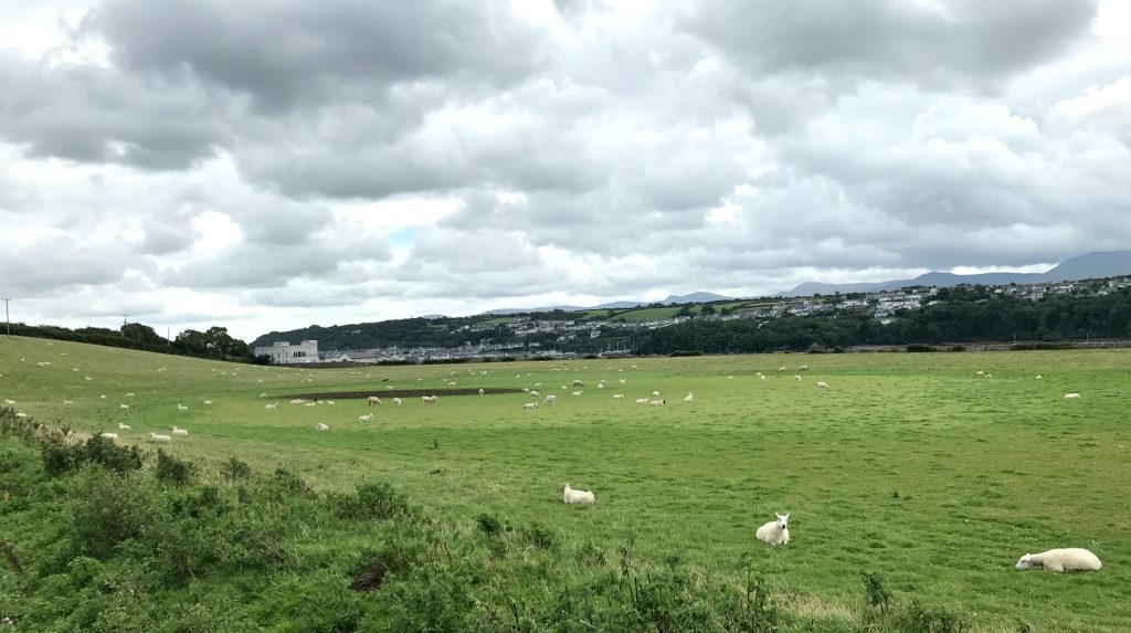 Anglesey Coastal Path: Schafweide