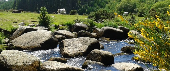 Dartmoor River