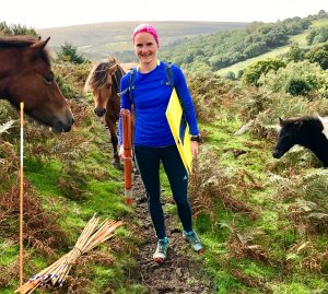 Kursmarkierung mit Dartmoor-Ponies