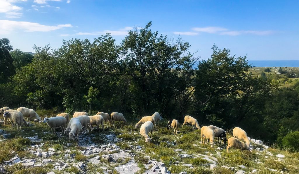 Schafe auf dem Ucka Trail