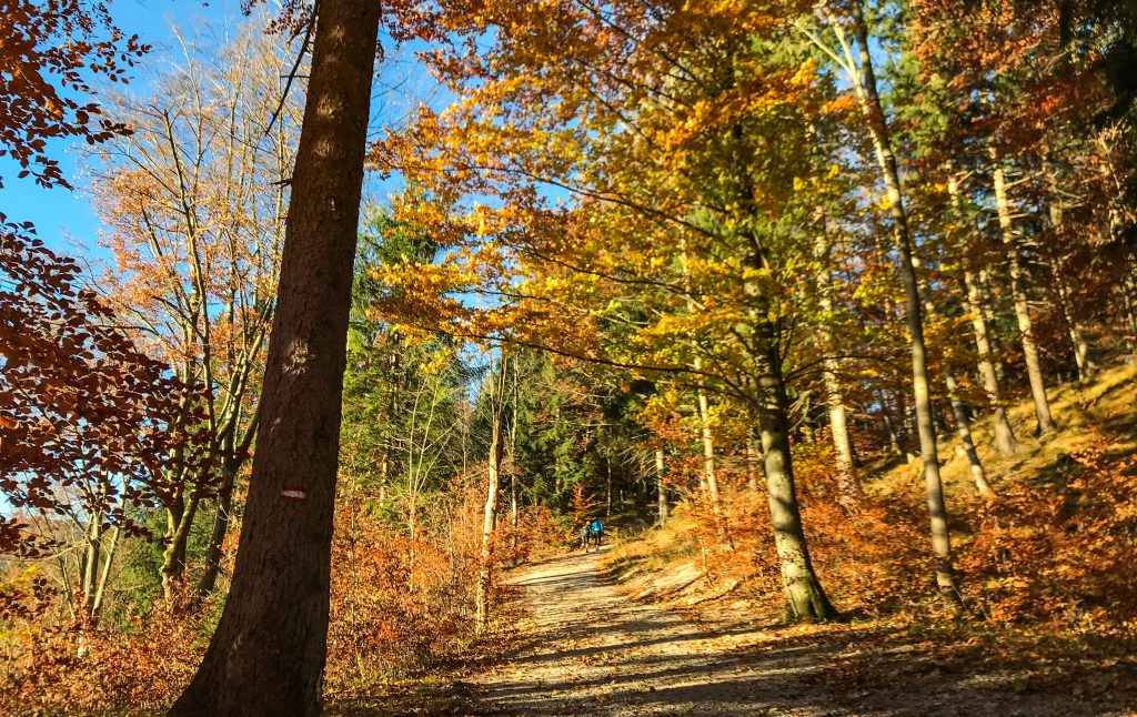 Kini Trail durch den Herbstwald