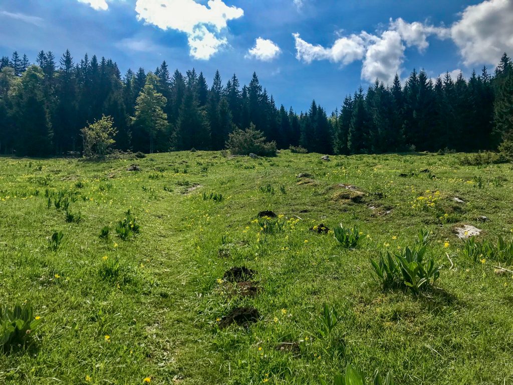 Wiesenpfad auf dem Trail Vallée de Joux