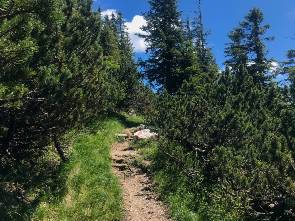 Trail zwischen Hochschlegel und Karkopf